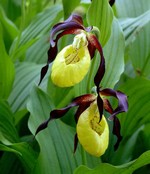 Cypripedium calceolus - Heimischer Marien-Frauenschuh