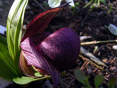 Photos Cypripedium franchettii - Lady