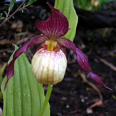 Photos Cypripedium Hybride - Lady
