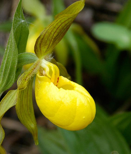 Photos Cypripedium calceolus var. pubescens - Lady