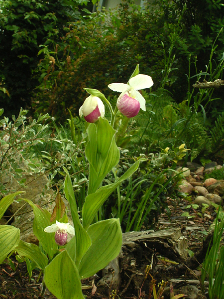 Photos Cypripedium reginae - Lady