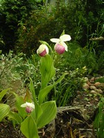 Photos Cypripedium reginae