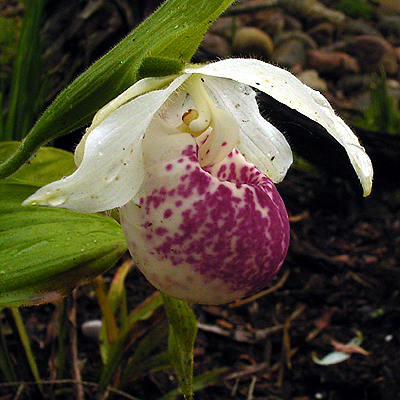 Photos Cypripedium Hybride - Lady