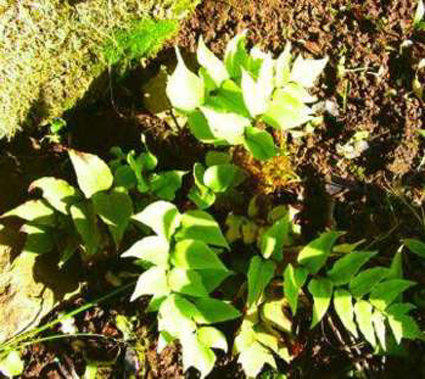 Photos Cyrtomium fortunei - Japanese netvein hollyfern