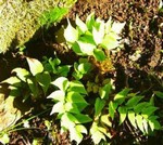 Cyrtomium fortunei - Palm-Farn