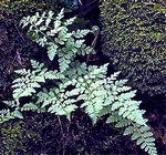 Cystopteris fragilis - Felsen-Blasen-Farn, Zerbrechlicher Blasen-Farn
