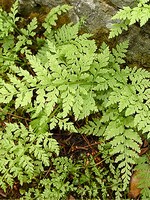 Cystopteris bulbifera - Brutknospen-Blasen-Farn