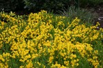 Cytisus decumbens - Niederliegender Fei�klee, Kissenginster