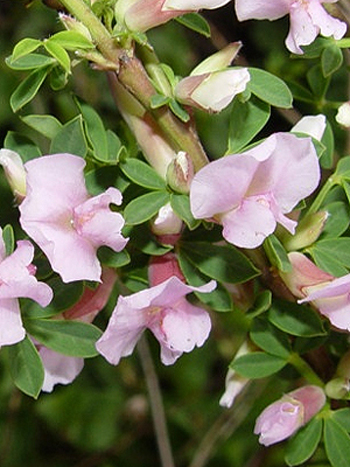 Photos Cytisus purpureus - Broom