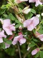 Cytisus purpureus - Rosenginster, Purpurginster