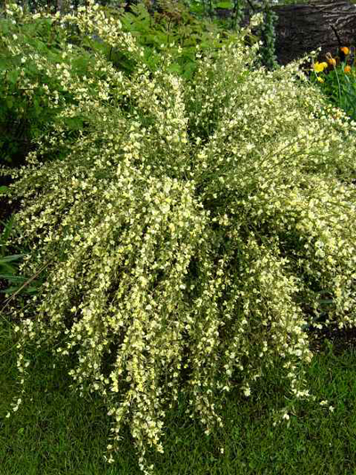 Photos Cytisus scoparius - Scotch broom