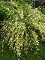 Cytisus scoparius - Besenginster