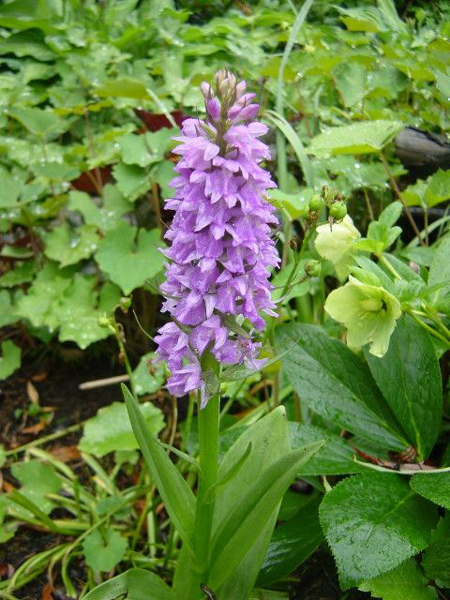 Photos Dactylorhiza maculata - Keyflower