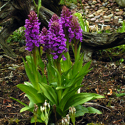 Photos Dactylorhiza purpurea - Keyflower