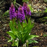 Dactylorhiza purpurea - Geflecktes Knabenkraut