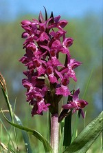 Dactylorhiza x aschersonia - Geflecktes Knabenkraut