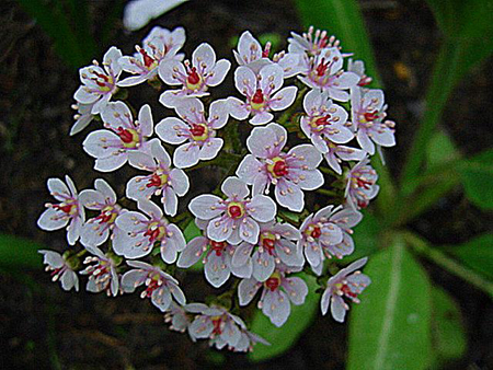Photos  - 