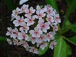 Darmera peltata - Schildblatt