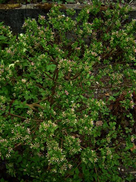 Foto Daphne x burkwoodii - 