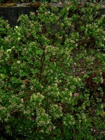 Photos Daphne x burkwoodii
