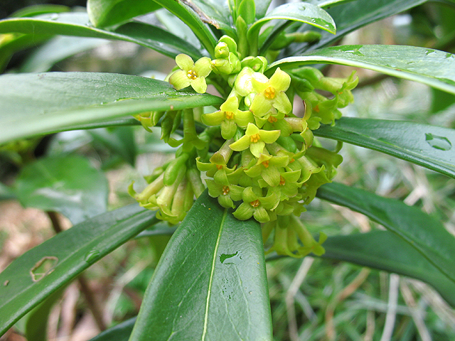 Photos Daphne laureola - Spurgelaurel