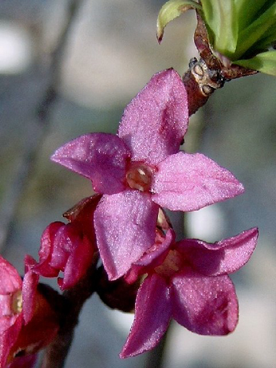Photos Daphne mezereum - Paradise plant