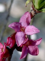 Daphne mezereum - Gemeiner Seidelbast, Kellerhals