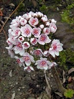 Darmera peltata - Garten-Schildblatt Hameln