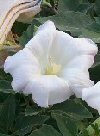 Appartamento Datura