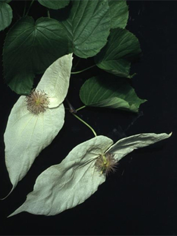 Photos Davidia involucrata var. vilmoriniana - 