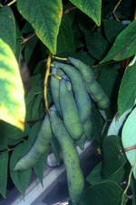 Decaisnea fargesii - Chinesische Blaugurke, Gurkenstrauch, Blauschote