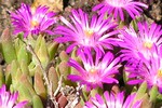 Delosperma aberdeenense - Zwergige Stauden-Mittagsblume