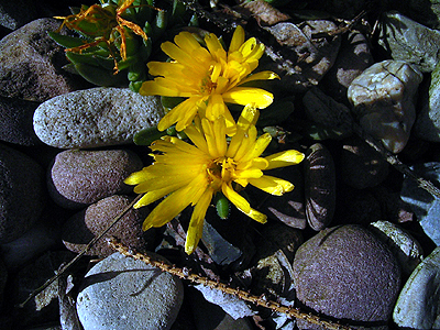 Photos Delosperma congestum - 
