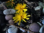 Delosperma congestum - Zwergige Stauden-Mittagsblume