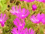 Delosperma cooperi - Oranje-Stauden-Mittagsblume