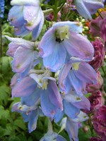 Photos Delphinium elatum