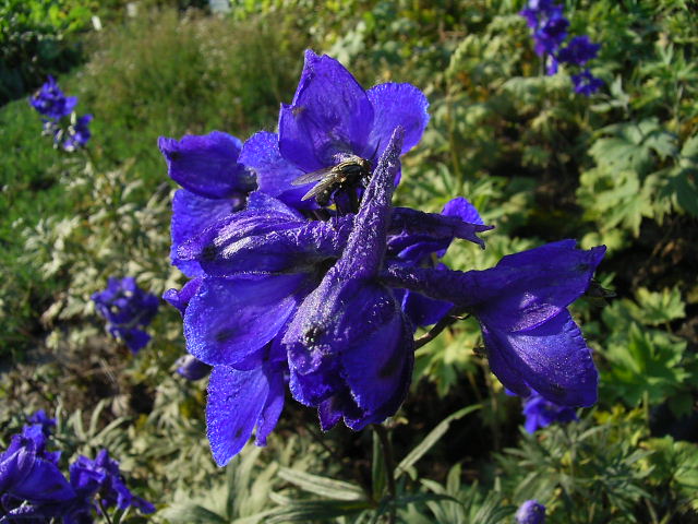 Photos Delphinium belladonna - Consolida ajacis