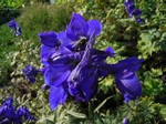 Photos Delphinium belladonna