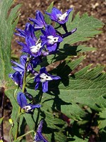 Photos Delphinium elatum