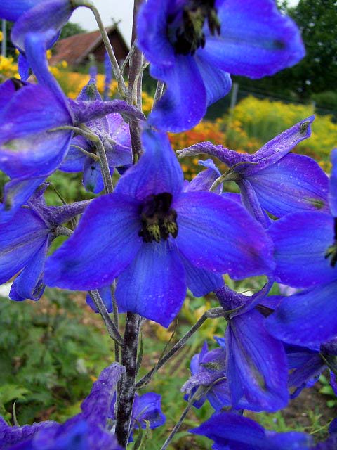 Photos Delphinium elatum - Consolida ajacis