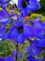Photos Delphinium elatum