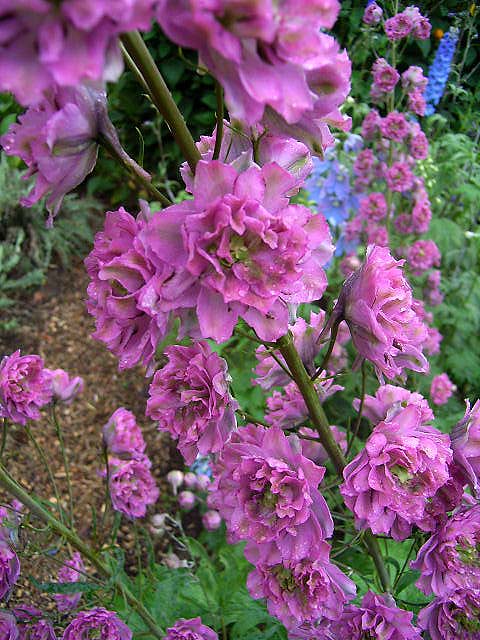 Photos Delphinium elatum - Consolida ajacis