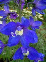 Photos Delphinium elatum