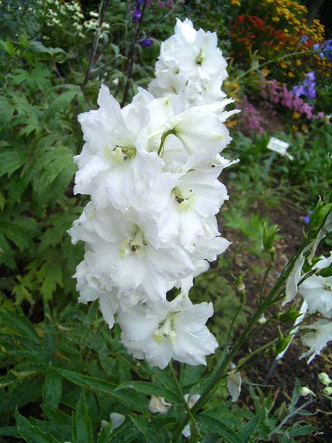 Fotos Delphinium elatum - 