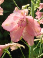 Photos Delphinium � ruysii