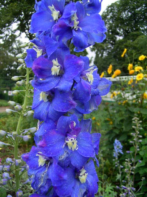 Photos Delphinium elatum - Consolida ajacis