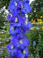 Photos Delphinium elatum - Consolida ajacis
