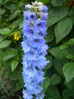 Photos Delphinium elatum