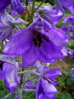 Photos Delphinium elatum