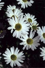 Dendranthema arcticum - Gr�nland-Margerite